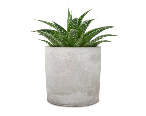 Pot et aloes